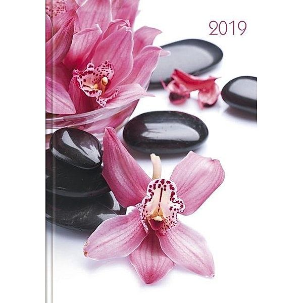 Lady-Timer Orchideen 2019