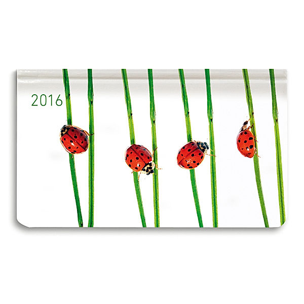 Ladytimer Pad Beetles 2016