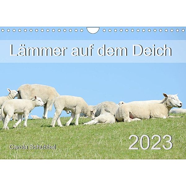 Lämmer auf dem Deich (Wandkalender 2023 DIN A4 quer), Carola Schubbel