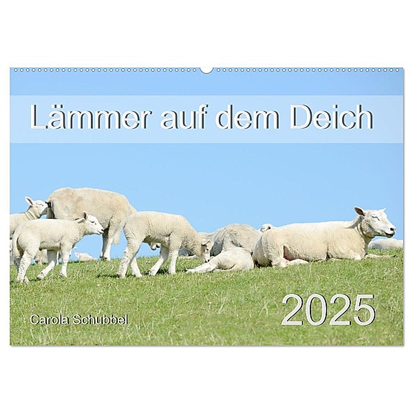 Lämmer auf dem Deich (Wandkalender 2025 DIN A2 quer), CALVENDO Monatskalender, Calvendo, Carola Schubbel
