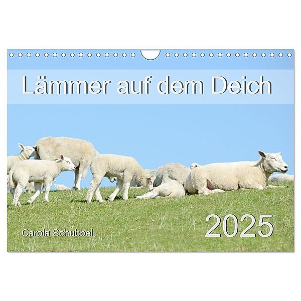 Lämmer auf dem Deich (Wandkalender 2025 DIN A4 quer), CALVENDO Monatskalender, Calvendo, Carola Schubbel