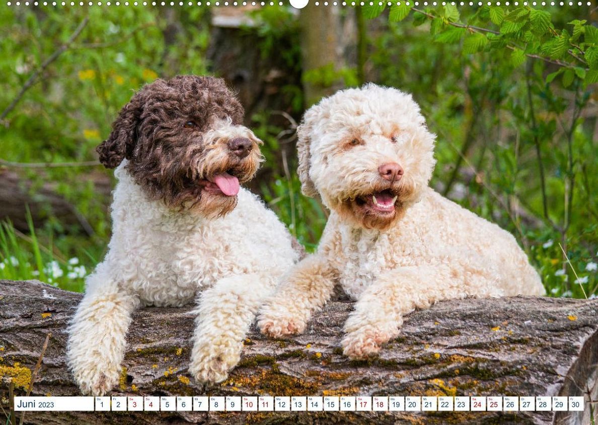 Lagotto Romagnolo - Der Trüffelhund aus Italien Premium, hochwertiger DIN  A2 Wandkalender 2023, Kunstdruck in Hochglanz - Kalender bestellen