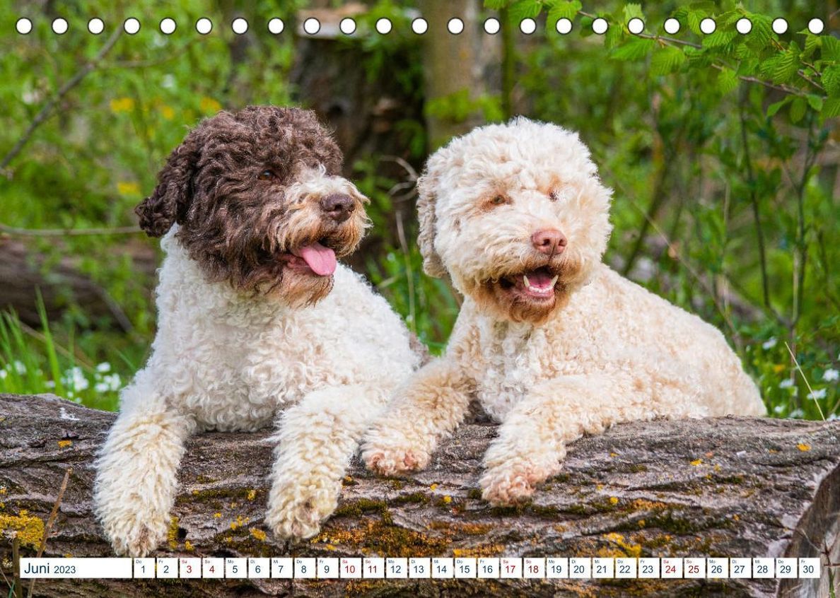Romagnolo - Der Trüffelhund aus Italien Tischkalender 2023 DIN A5 quer - Kalender bestellen