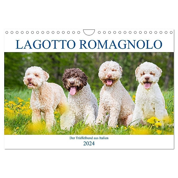 Lagotto Romagnolo - Der Trüffelhund aus Italien (Wandkalender 2024 DIN A4 quer), CALVENDO Monatskalender, Sigrid Starick