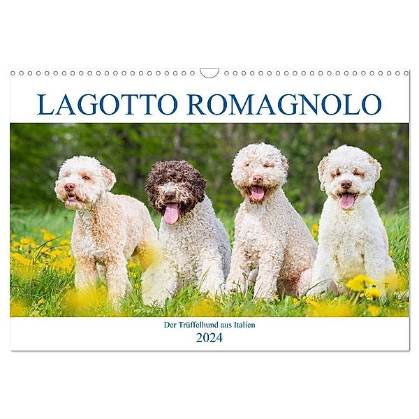 Lagotto Romagnolo - Der Trüffelhund aus Italien (Wandkalender 2024 DIN A3 quer), CALVENDO Monatskalender, Sigrid Starick