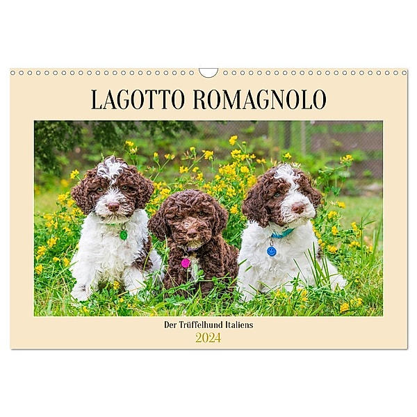 Lagotto Romagnolo - der Trüffelhund Italiens (Wandkalender 2024 DIN A3 quer), CALVENDO Monatskalender, Sigrid Starick
