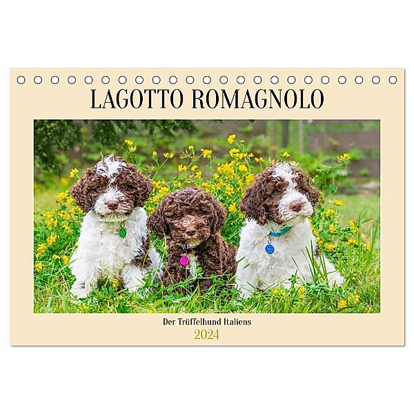 Lagotto Romagnolo - der Trüffelhund Italiens (Tischkalender 2024 DIN A5 quer), CALVENDO Monatskalender, Sigrid Starick