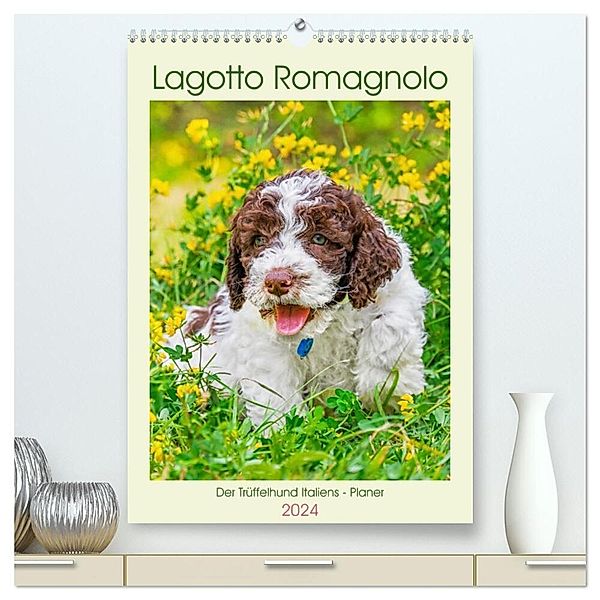 Lagotto Romagnolo - Der Trüffelhund Italiens - Planer (hochwertiger Premium Wandkalender 2024 DIN A2 hoch), Kunstdruck in Hochglanz, Sigrid Starick