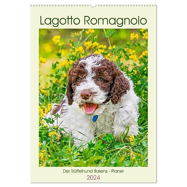 Lagotto Romagnolo - Der Trüffelhund Italiens - Planer (Wandkalender 2024 DIN A2 hoch), CALVENDO Monatskalender, Sigrid Starick