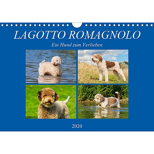 Lagotto Romagnolo - Ein Hund zum Verlieben (Wandkalender 2020 DIN A4 quer), N N