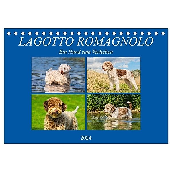 Lagotto Romagnolo - Ein Hund zum Verlieben (Tischkalender 2024 DIN A5 quer), CALVENDO Monatskalender, Calvendo