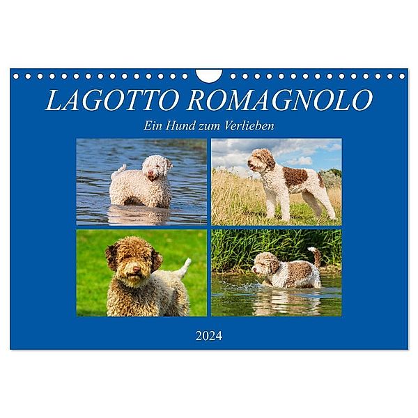 Lagotto Romagnolo - Ein Hund zum Verlieben (Wandkalender 2024 DIN A4 quer), CALVENDO Monatskalender, Calvendo