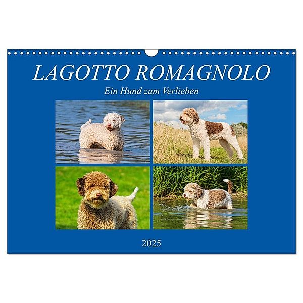 Lagotto Romagnolo - Ein Hund zum Verlieben (Wandkalender 2025 DIN A3 quer), CALVENDO Monatskalender, Calvendo
