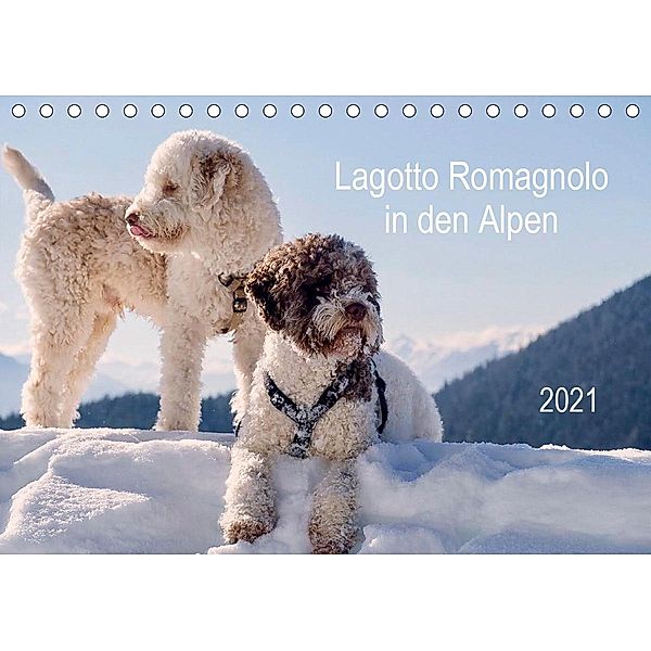 Lagotto Romagnolo in den Alpen 2021 (Tischkalender 2021 DIN A5 quer), wuffclick-pic