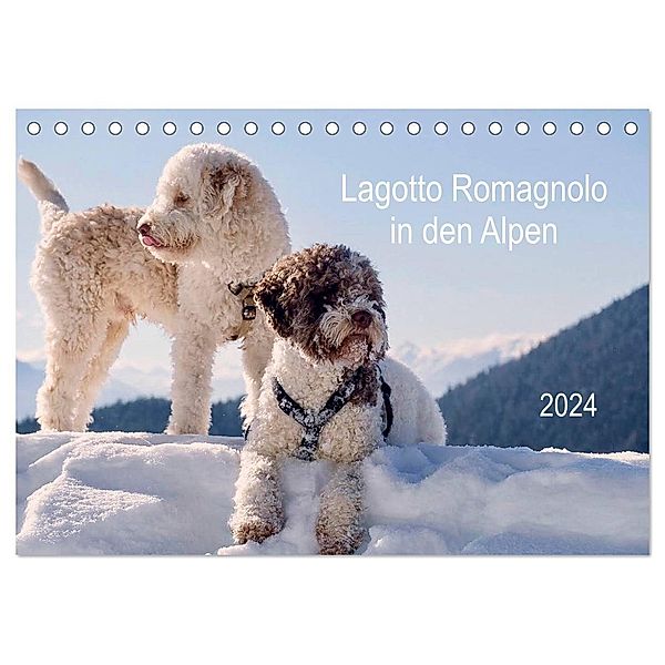 Lagotto Romagnolo in den Alpen 2024 (Tischkalender 2024 DIN A5 quer), CALVENDO Monatskalender, wuffclick-pic