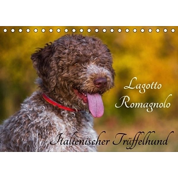 Lagotto Romagnolo - Italienischer Trüffelhund (Tischkalender 2016 DIN A5 quer), Sigrid Starick