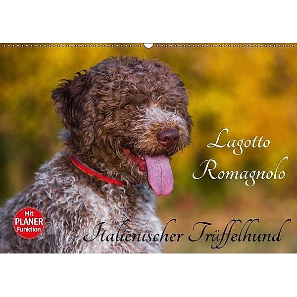 Lagotto Romagnolo - Italienischer Trüffelhund (Wandkalender 2017 DIN A2 quer), Sigrid Starick