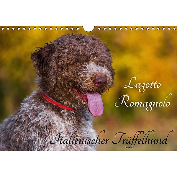 Lagotto Romagnolo - Italienischer Trüffelhund (Wandkalender 2018 DIN A4 quer) Dieser erfolgreiche Kalender wurde dieses, Sigrid Starick