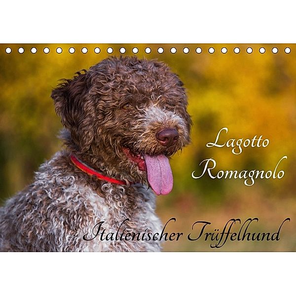 Lagotto Romagnolo - Italienischer Trüffelhund (Tischkalender 2018 DIN A5 quer), Sigrid Starick