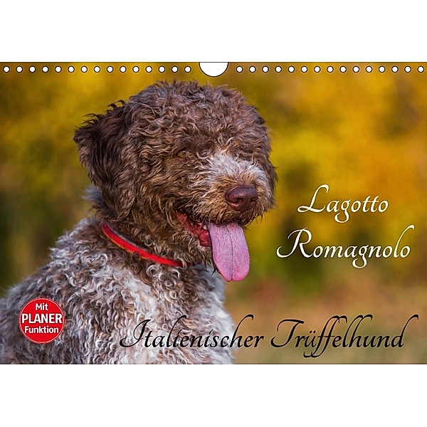 Lagotto Romagnolo - Italienischer Trüffelhund (Wandkalender 2018 DIN A4 quer), Sigrid Starick