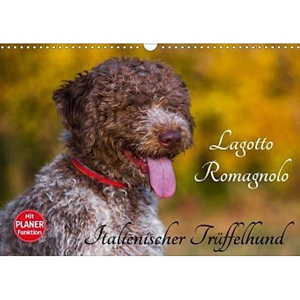 Lagotto Romagnolo - Italienischer Trüffelhund (Wandkalender 2020 DIN A3 quer), Sigrid Starick