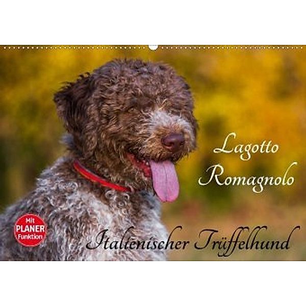 Lagotto Romagnolo - Italienischer Trüffelhund (Wandkalender 2020 DIN A2 quer), Sigrid Starick