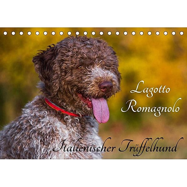 Lagotto Romagnolo - Italienischer Trüffelhund (Tischkalender 2023 DIN A5 quer), Sigrid Starick