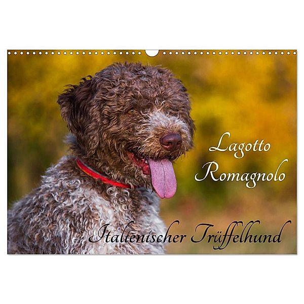 Lagotto Romagnolo - Italienischer Trüffelhund (Wandkalender 2024 DIN A3 quer), CALVENDO Monatskalender, Sigrid Starick