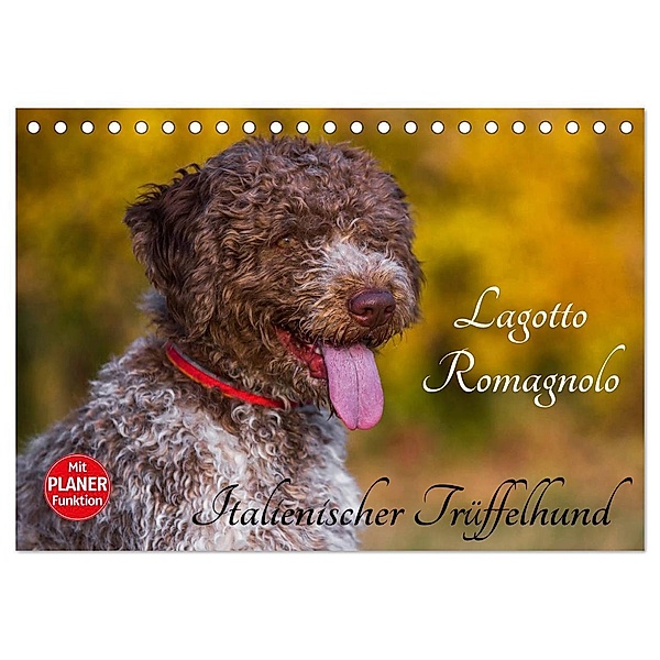 Lagotto Romagnolo - Italienischer Trüffelhund (Tischkalender 2024 DIN A5 quer), CALVENDO Monatskalender, Sigrid Starick
