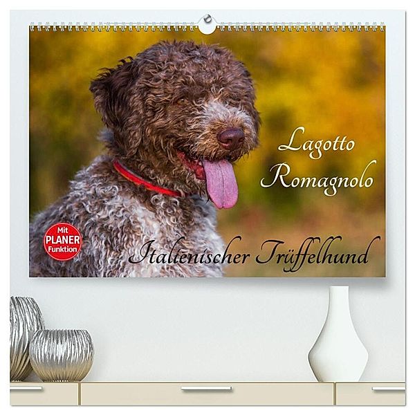 Lagotto Romagnolo - Italienischer Trüffelhund (hochwertiger Premium Wandkalender 2024 DIN A2 quer), Kunstdruck in Hochglanz, Sigrid Starick