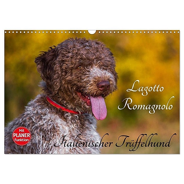Lagotto Romagnolo - Italienischer Trüffelhund (Wandkalender 2024 DIN A3 quer), CALVENDO Monatskalender, Sigrid Starick