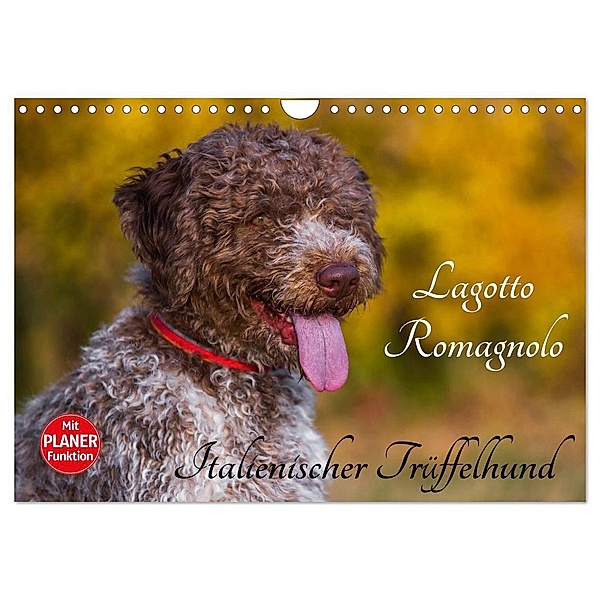 Lagotto Romagnolo - Italienischer Trüffelhund (Wandkalender 2024 DIN A4 quer), CALVENDO Monatskalender, Sigrid Starick