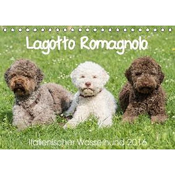 Lagotto Romagnolo Italienischer Wasserhund 2016 (Tischkalender 2016 DIN A5 quer)