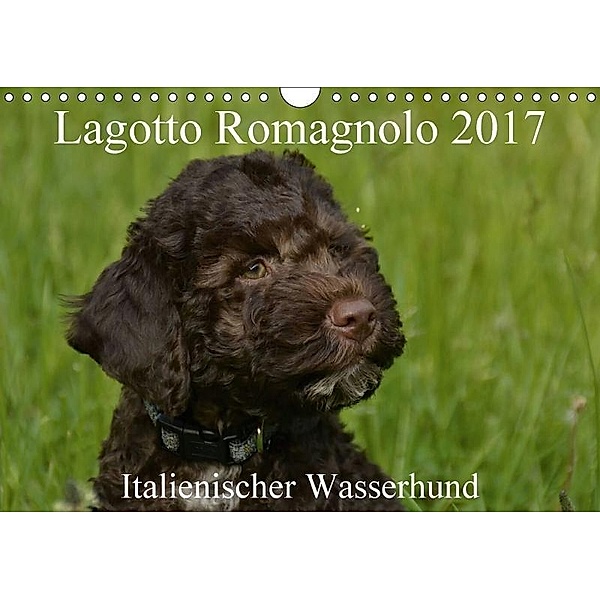 Lagotto Romagnolo Italienischer Wasserhund 2017 (Wandkalender 2017 DIN A4 quer), Annett Rassfeld