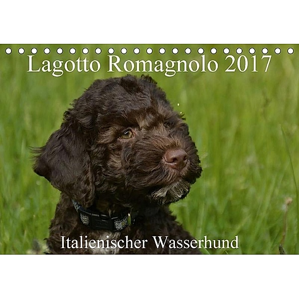 Lagotto Romagnolo Italienischer Wasserhund 2017 (Tischkalender 2017 DIN A5 quer), Annett Rassfeld