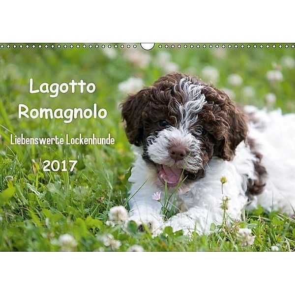 Lagotto Romagnolo - Liebenswerte Lockenhunde - 2017 (Wandkalender 2017 DIN A3 quer), Ulrich Backes