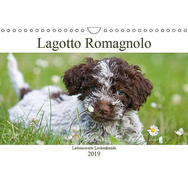 Lagotto Romagnolo - Liebenswerte Lockenhunde - 2019 (Wandkalender 2019 DIN A4 quer), Ulrich Backes