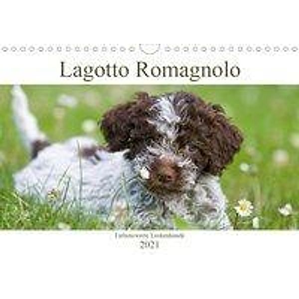 Lagotto Romagnolo - Liebenswerte Lockenhunde - 2021 (Wandkalender 2021 DIN A4 quer), Ulrich Backes, www.dogcellent.de