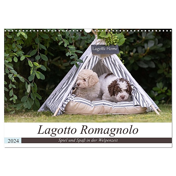 Lagotto Romagnolo - Spiel und Spass in der Welpenzeit (Wandkalender 2024 DIN A3 quer), CALVENDO Monatskalender, Sonja Tessen