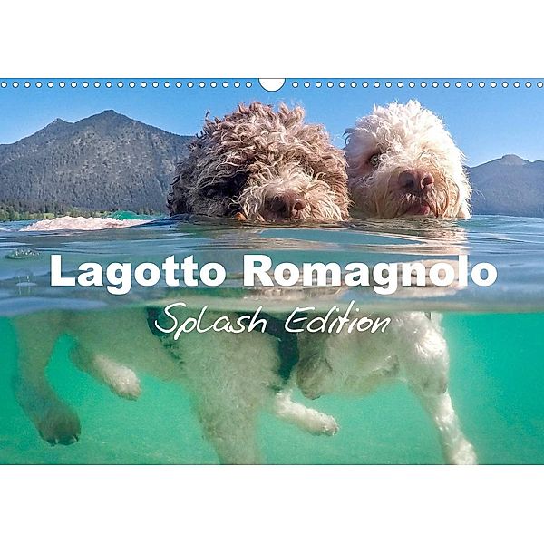 Lagotto Romagnolo Splash Edition (Wall Calendar 2023 DIN A3 Landscape), Petra Saf Photography