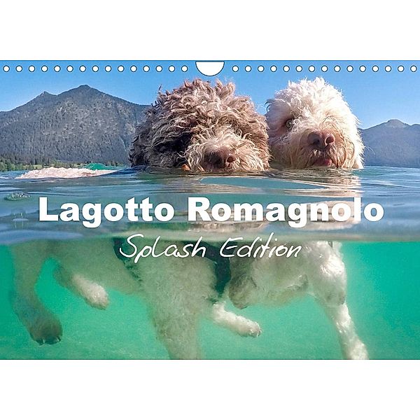 Lagotto Romagnolo Splash Edition (Wall Calendar 2023 DIN A4 Landscape), Petra Saf Photography
