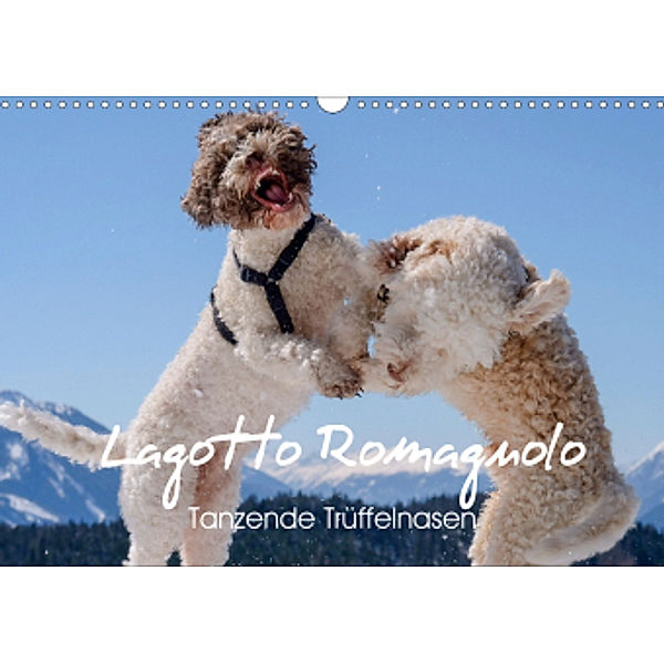 Lagotto Romagnolo Tanzende Trüffelnasen (Wandkalender 2021 DIN A3 quer), wuffclick-pic
