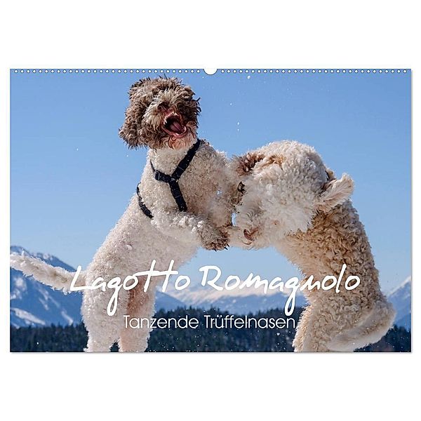 Lagotto Romagnolo Tanzende Trüffelnasen (Wandkalender 2024 DIN A2 quer), CALVENDO Monatskalender, wuffclick-pic