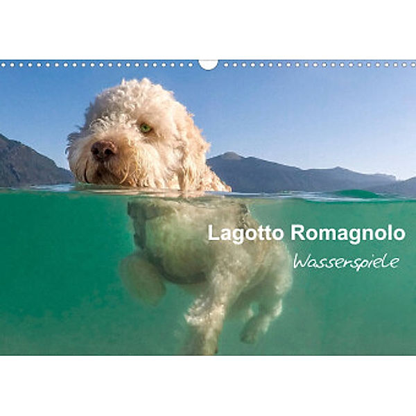Lagotto Romagnolo - Wasserspiele (Wandkalender 2022 DIN A3 quer), wuffclick-pic