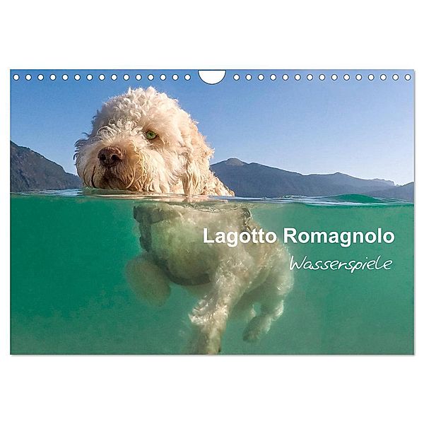 Lagotto Romagnolo - Wasserspiele (Wandkalender 2024 DIN A4 quer), CALVENDO Monatskalender, wuffclick-pic