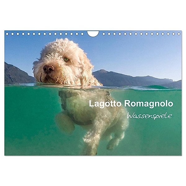Lagotto Romagnolo - Wasserspiele (Wandkalender 2025 DIN A4 quer), CALVENDO Monatskalender, Calvendo, wuffclick-pic