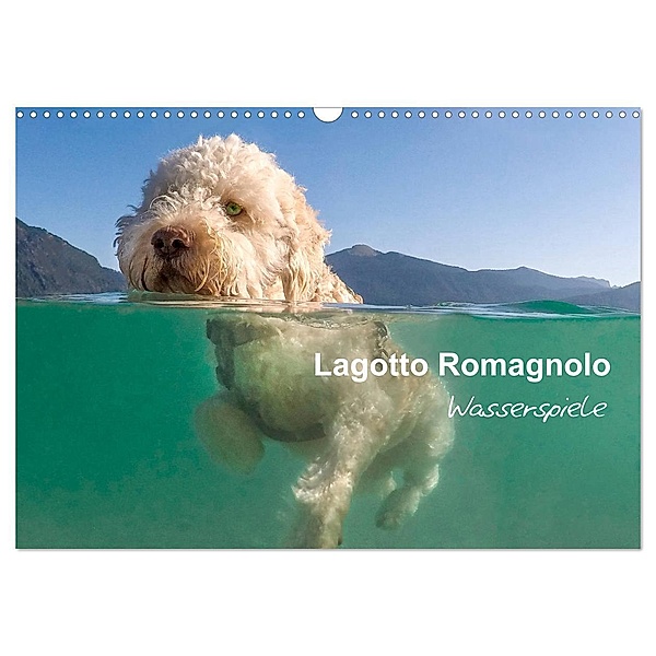 Lagotto Romagnolo - Wasserspiele (Wandkalender 2025 DIN A3 quer), CALVENDO Monatskalender, Calvendo, wuffclick-pic