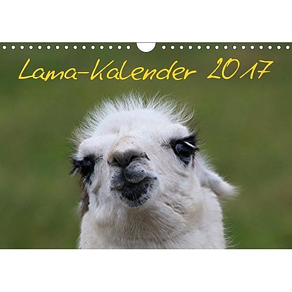 Lama-Kalender 2017 (Wandkalender 2017 DIN A4 quer), Bernd Witkowski