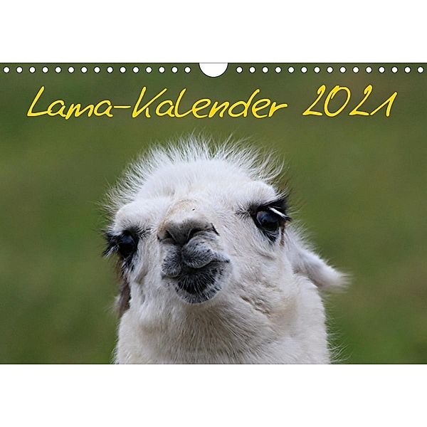 Lama-Kalender 2021 (Wandkalender 2021 DIN A4 quer), Bernd Witkowski