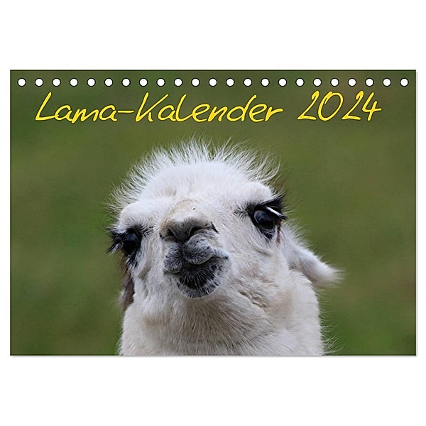 Lama-Kalender 2024 (Tischkalender 2024 DIN A5 quer), CALVENDO Monatskalender, Bernd Witkowski
